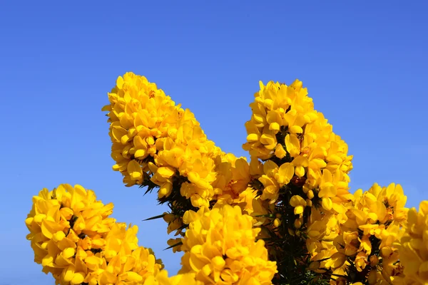 Bloeiende gele ulex stekelbrem bloem bush met blauwe hemel — Stockfoto