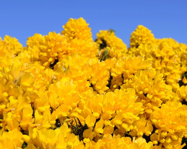 Kwitnących żółty ulex gorse krzew kwiat z błękitnego nieba — Zdjęcie stockowe