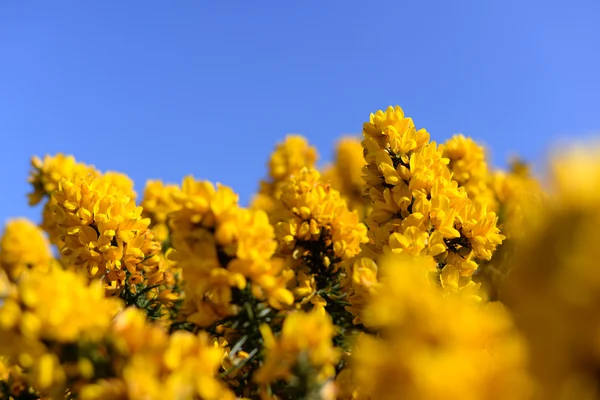 Blomstrende gule Ulex Gorse Blomst Bush med blå himmel – stockfoto