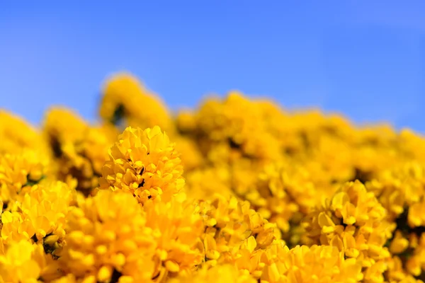 Bloeiende gele ulex stekelbrem bloem bush met blauwe hemel — Stockfoto