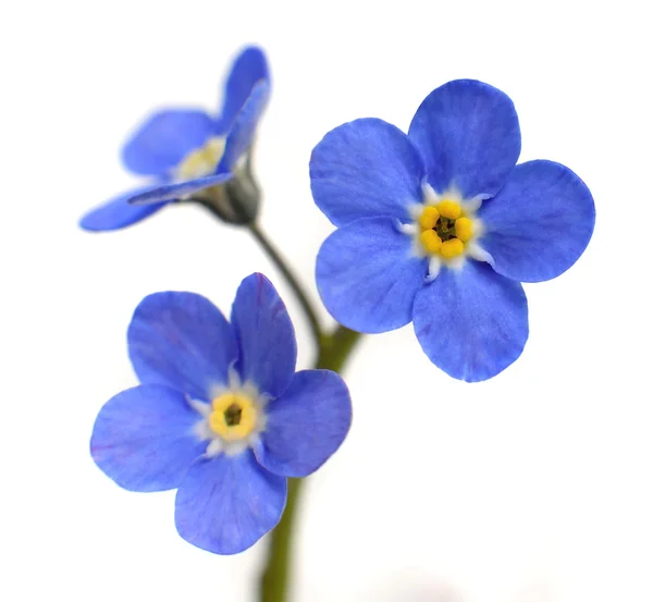 Forget-me-not victoria Blauwe bloem geïsoleerd op wit Rechtenvrije Stockafbeeldingen