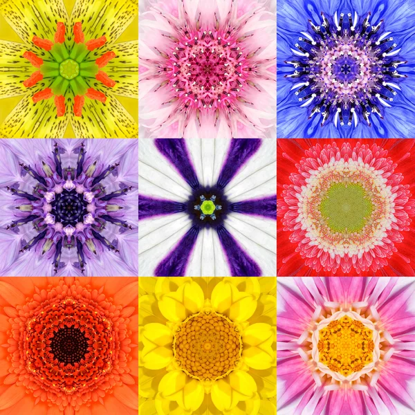 Collection Set Nine Flower Mandalas Various Colors Kaleidoscope — Stock Photo, Image