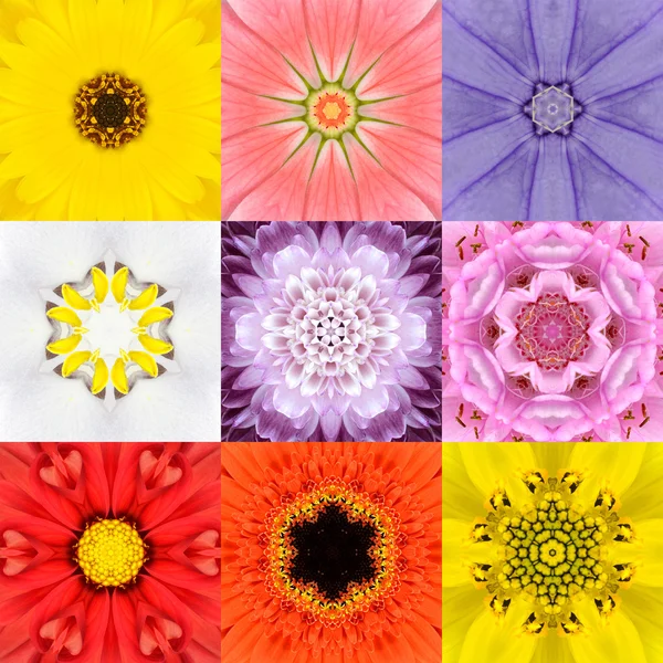 Samling som nio blomma Mandalas olika färger Kalejdoskop — Stockfoto
