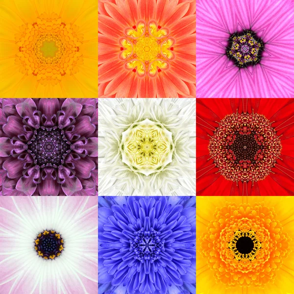 Collectie negen bloem mandala's verschillende kleuren instellen Caleidoscoop Stockfoto