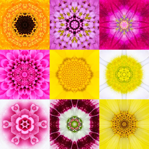 Samling som nio blomma Mandalas olika färger Kalejdoskop Stockbild