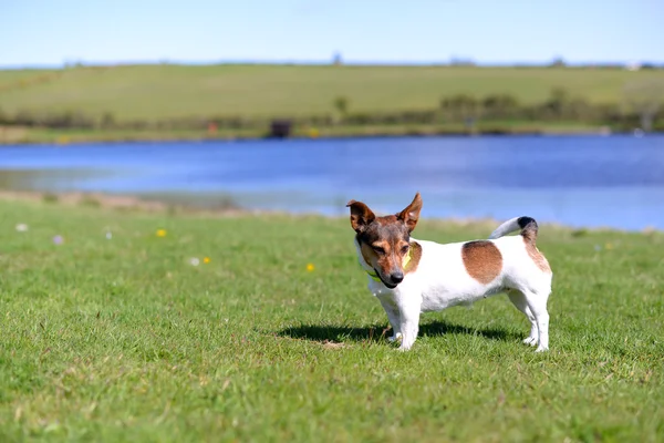 Jack Russell Terrier Standing on Grass — Stock Photo, Image