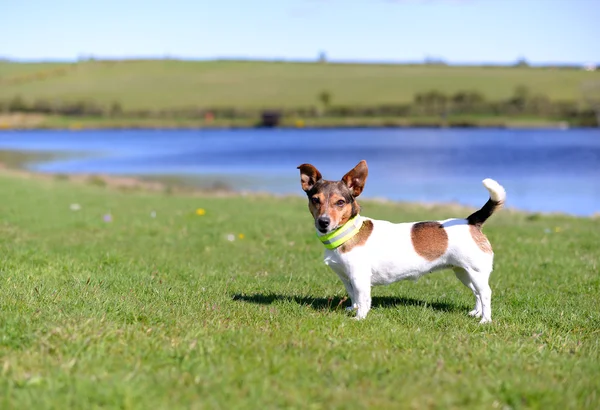 Jack Russell Terrier står på gräset ser Stockbild