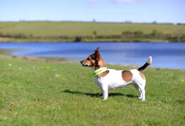 Jack Russell Terrier Standing on Grass Watching — 图库照片