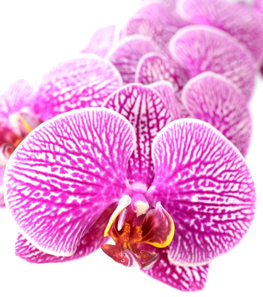 Närbild av orkidé blommor isolerad på vit — Stockfoto