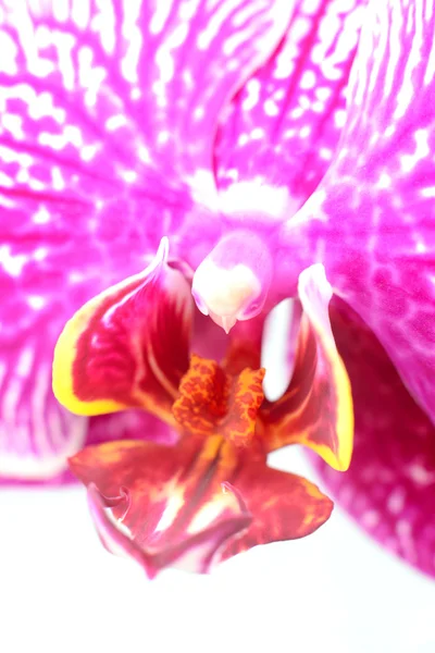 Primer plano del labio, la columna y la garganta de la orquídea aislados en blanco —  Fotos de Stock