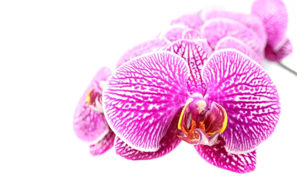 Close-up van orchideebloemen geïsoleerd op wit Stockafbeelding