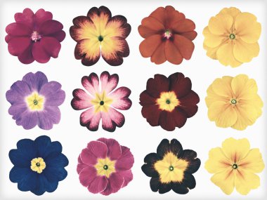 Renkli campanula'lar izole Retro Vintage tarzı topluluğu