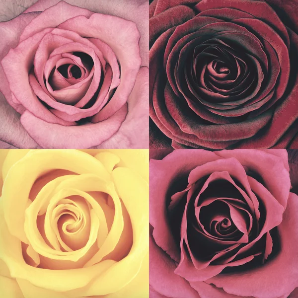 Macro of Four Rose Flowers Retro Vintage Style — Stock Photo, Image