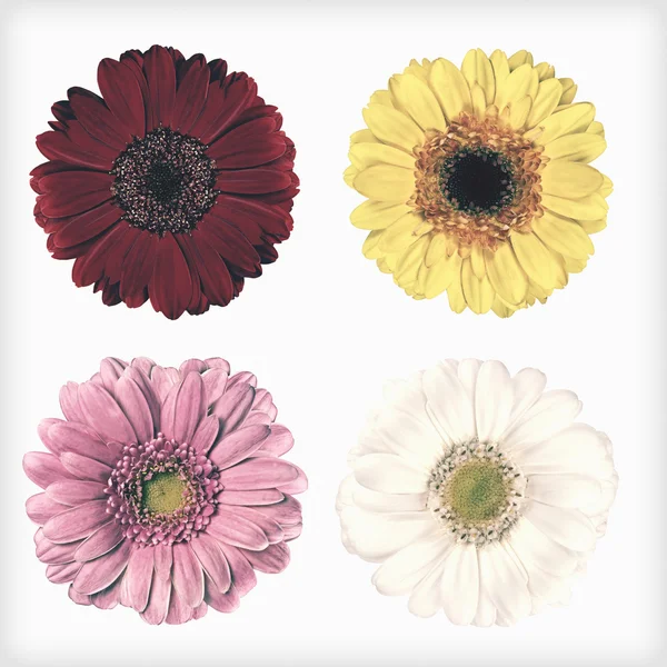 Fyra färska Gerbera blommor isolerade Retro Vintage stil — Stockfoto