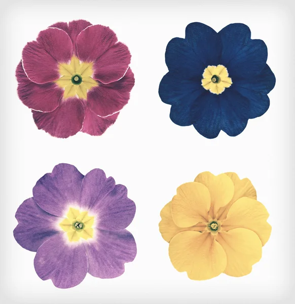 Fyra Primrose blommor isolerade Retro Vintage stil — Stockfoto