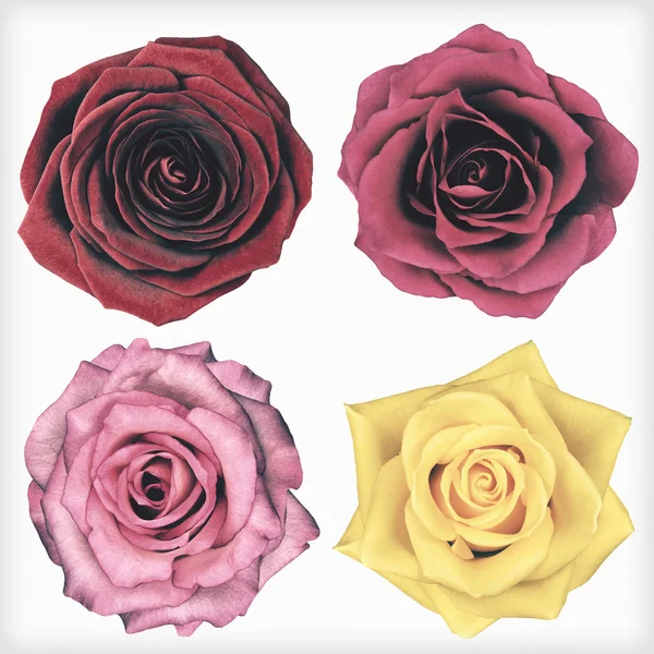 Čtyři květy růže, samostatný Retro Vintage styl — Stock fotografie
