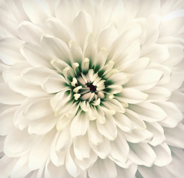 Macro Chrysanthemum Flower Center Vintage Retro — Stock Photo, Image