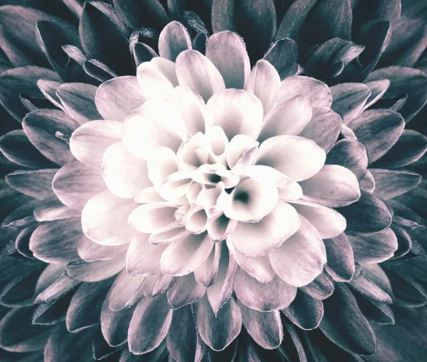 Vintage Retro macro chrysant bloem Center — Stockfoto