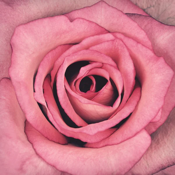 Macro rosa rosa flor centro retro estilo vintage — Foto de Stock