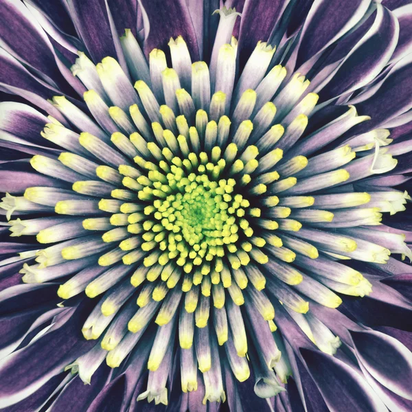 Macro Chrysanthemum Flower Center Vintage Retro — Stock Photo, Image