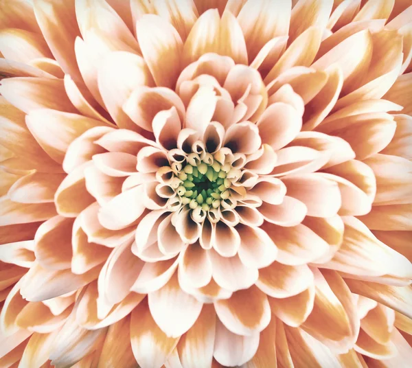 Macro Chrysanthemum Flower Center Vintage Retro — Stock Photo, Image