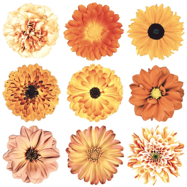 Verschiedene Retro-Vintage-Blumen Auswahl isoliert auf weiß — Stockfoto