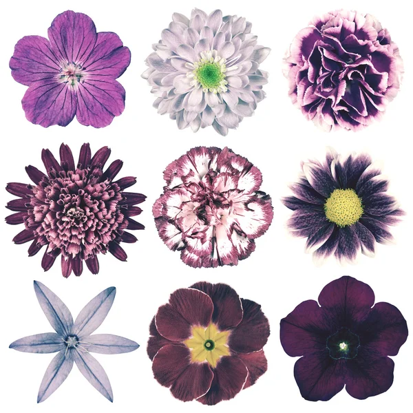 Seleção de várias flores retro vintage isolado no branco Fotos De Bancos De Imagens