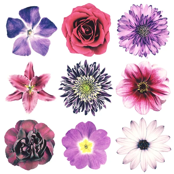 Verschillende Vintage Retro bloemen selectie geïsoleerd op wit Rechtenvrije Stockfoto's