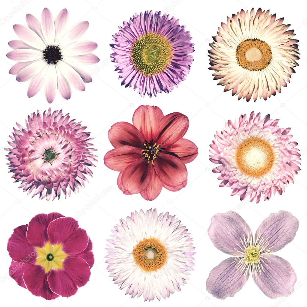 Various Vintage Retro Flowers Selection Isolated on White