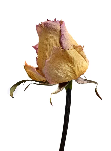 Vybledlé zvadlá růže květ izolované na bílém — Stock fotografie