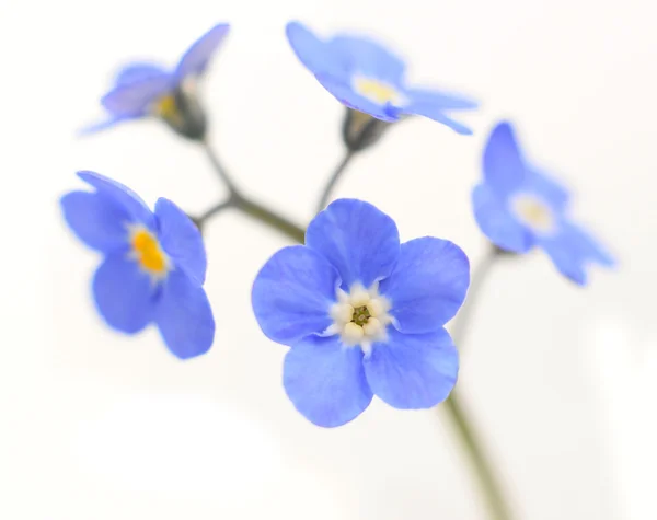 Nefelejcs victoria kék virág elszigetelt fehér — Stock Fotó