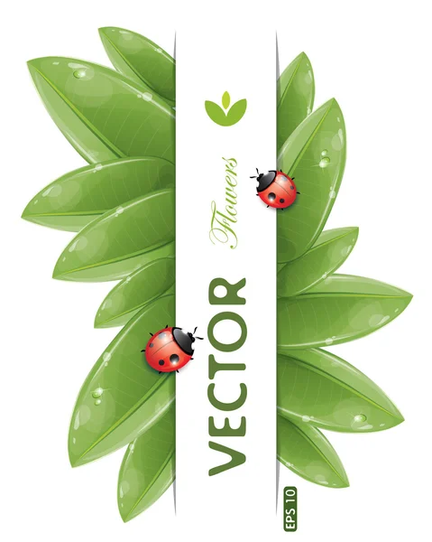 Green leaves design with ladybug — Stock Vector