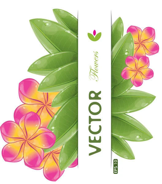 Pink frangipani flowers — Stock Vector