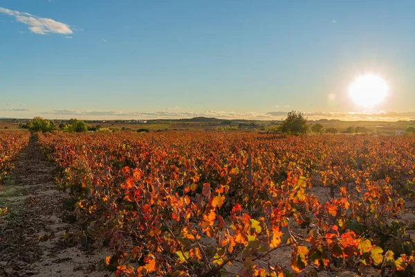 Beautiful Autumn Vineyards Sunset Time Wine Making Region Valencia Spain — Stock Photo, Image