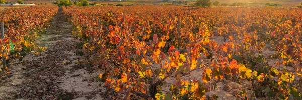 Beautiful Autumn Vineyards Sunset Time Wine Making Region Valencia Spain — Foto de Stock
