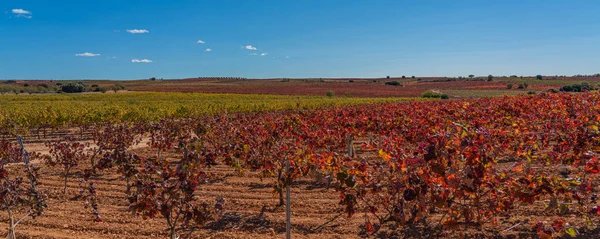 Beautiful Autumn Vineyards Sunset Time Wine Making Region Valencia Spain — Foto de Stock