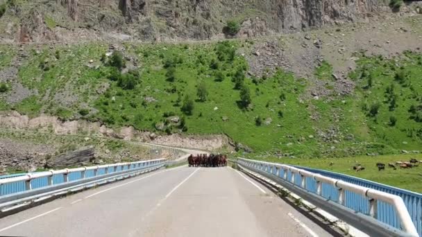 Cavalli Sulla Strada Ponte Sul Monte Caucaso Zona Elbrus Russia — Video Stock