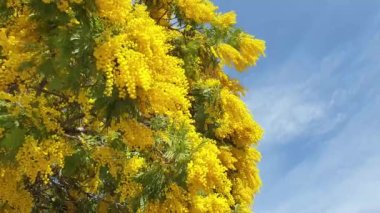 Blooming yellow Mimosa flower at spring moving in wind, background blue sky
