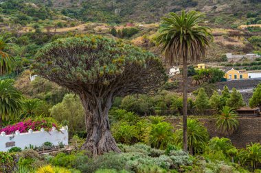 Ünlü Ejderha Ağacı, Drago Milenario, Icod de los Vinos Tenerife, Kanarya Adaları, İspanya