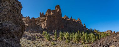 Teide Ulusal Parkı 'nda çam ağaçları, Tenerife' de Rocky volkanik manzarası, Kanarya Adaları, İspanya, Panorama