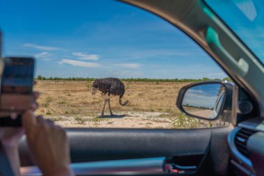 Etosha Ulusal Parkı, Namibya, Afrika 'daki bir arabadan Ostriche' ye görüntü