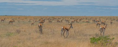Etosha Pan 'daki bozkırda orta büyüklükteki antilop. Etosha Milli Parkı, Namibya