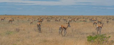 The springbok medium-sized antelope in the savanna at the Etosha Pan. Etosha National Park, Namibia clipart