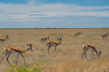 Etosha Pan 'daki bozkırda orta büyüklükteki antilop. Etosha Milli Parkı, Namibya