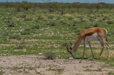 Vahşi Afrika hayvanları. Springbok, Etosha Ulusal Parkı 'nın yanındaki yolun yanında orta büyüklükteki antilop. Namibya