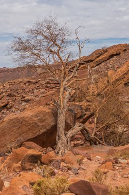 Twyfelfontein, Namibya 'daki tarih öncesi Bushman tablolarında ağaç ve kayalarla manzara