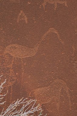 Twyfelfontein 'deki tarih öncesi Bushman gravürleri Namibya' daki hayvan ve sembollerin kaya tabloları, dikey
