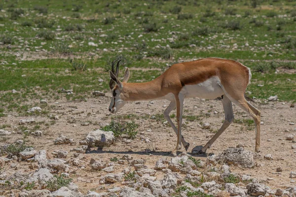 Wild african animals. The springbok, medium-sized antelope beside the road at Etosha National park. Namibia