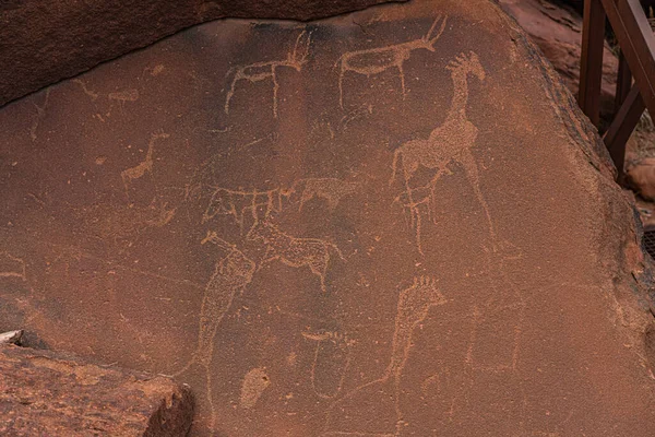 Prehistoric Bushman engravings, rock paintings at Twyfelfontein, Namibia, painted animals of Africa on stone, Damaraland  Buschmann paintings