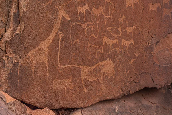 Prehistoric Bushman engravings, rock paintings at Twyfelfontein, Namibia, painted animals of Africa on stone, Damaraland  Buschmann paintings